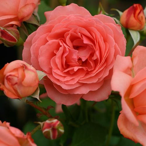 Rosa  Amelia ™ - růžová - Stromkové růže, květy kvetou ve skupinkách - stromková růže s keřovitým tvarem koruny